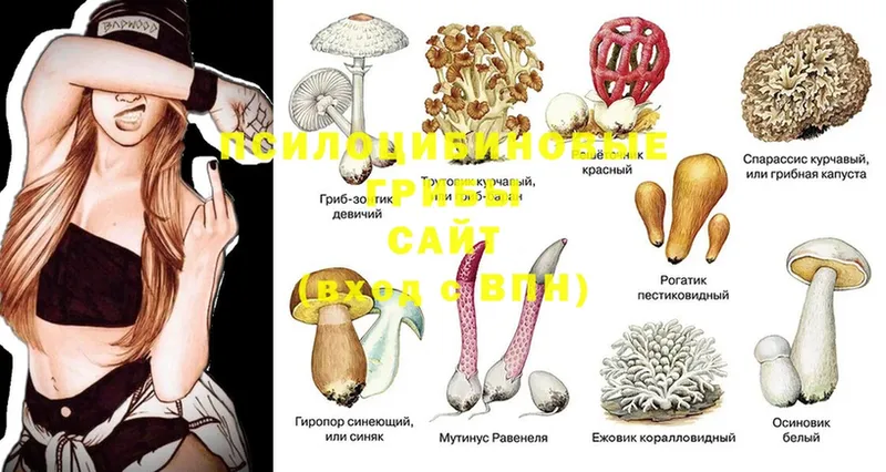 Галлюциногенные грибы Cubensis  наркошоп  Ивантеевка 